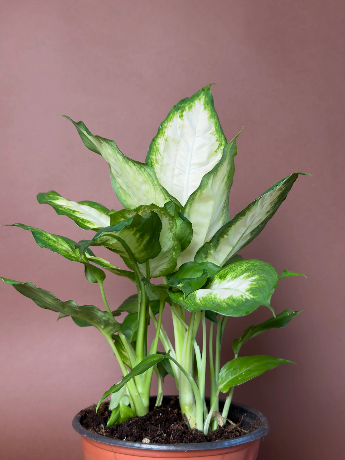 Difenbahya (Dieffenbachia 'Camille'), 40 cm, alacalı yapraklı form, görsel 2 / 3
