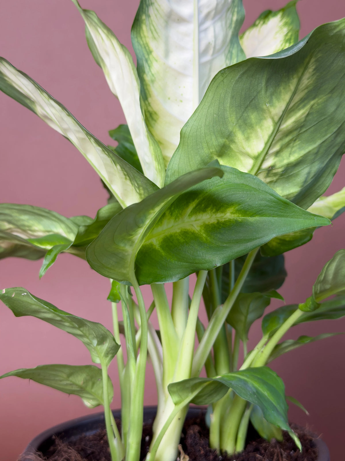 Difenbahya (Dieffenbachia 'Camille'), 40 cm, alacalı yapraklı form, görsel 3 / 3