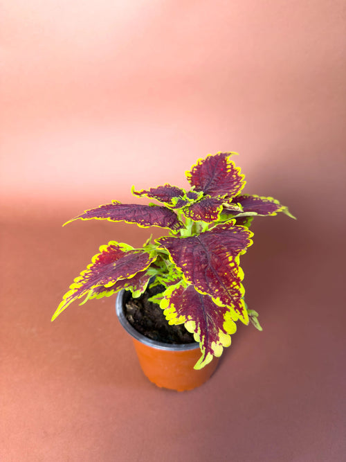 Yaprak Güzeli (Coleus scutellarioides)