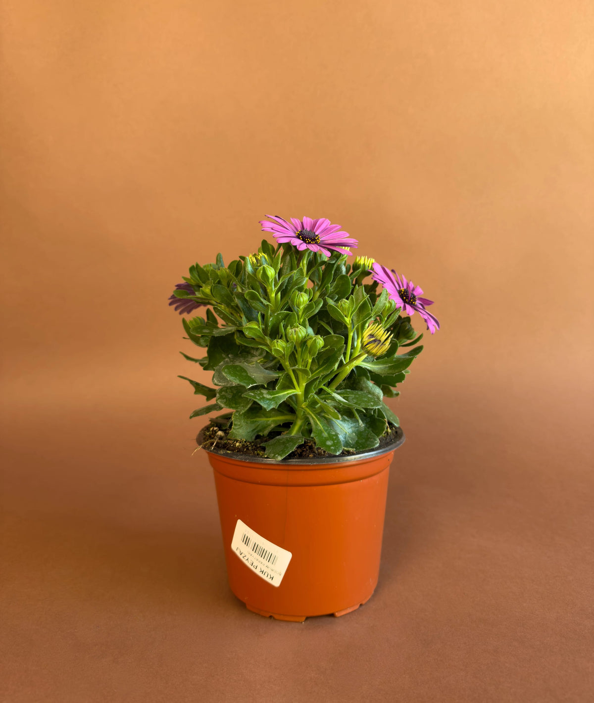 Bodrum Papatyası (Osteospermum), 26 cm, renkli çiçekli form, görsel 7 / 8