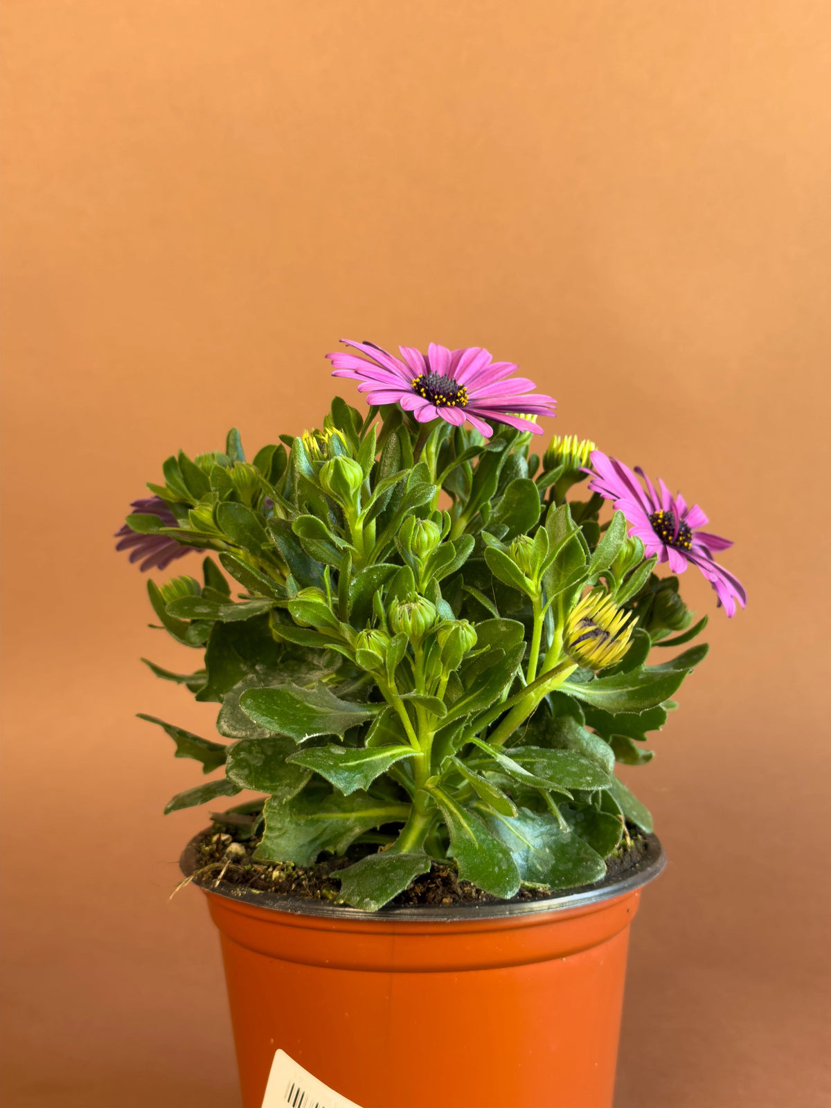 Bodrum Papatyası (Osteospermum), 26 cm, renkli çiçekli form, görsel 8 / 8