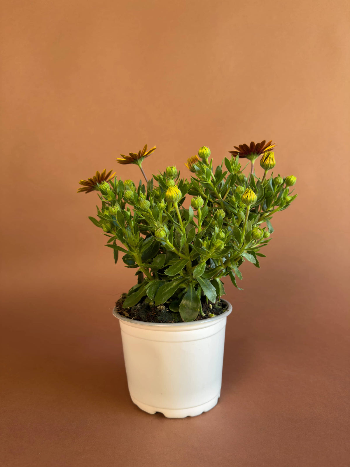 Bodrum Papatyası (Osteospermum), 26 cm, renkli çiçekli form, görsel 1 / 8
