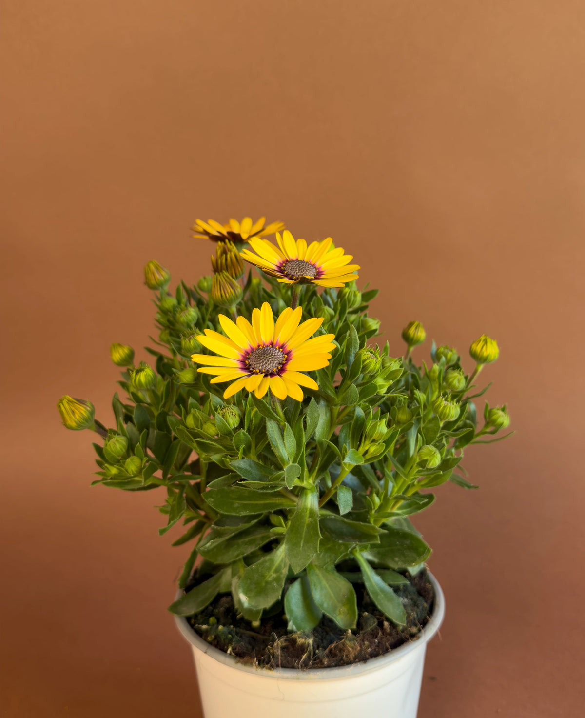 Bodrum Papatyası (Osteospermum), 26 cm, renkli çiçekli form, görsel 2 / 8