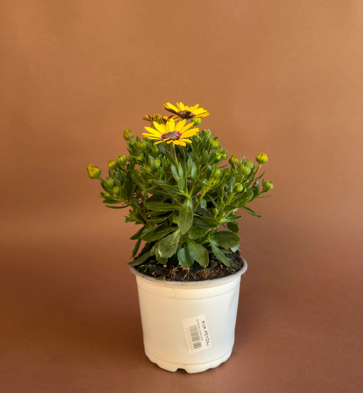Bodrum Papatyası (Osteospermum), 26 cm, renkli çiçekli form, görsel 3 / 8