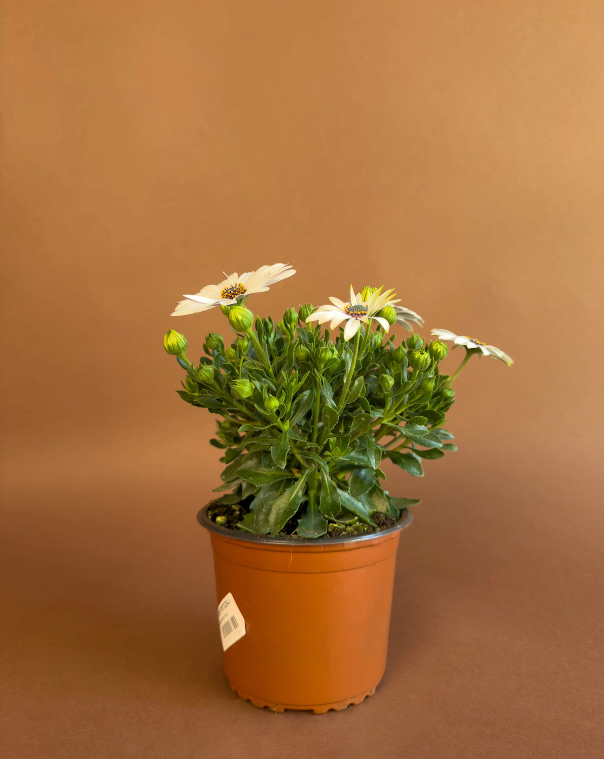 Bodrum Papatyası (Osteospermum), 26 cm, renkli çiçekli form, görsel 4 / 8