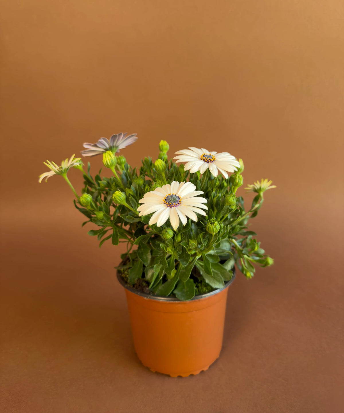 Bodrum Papatyası (Osteospermum), 26 cm, renkli çiçekli form, görsel 5 / 8