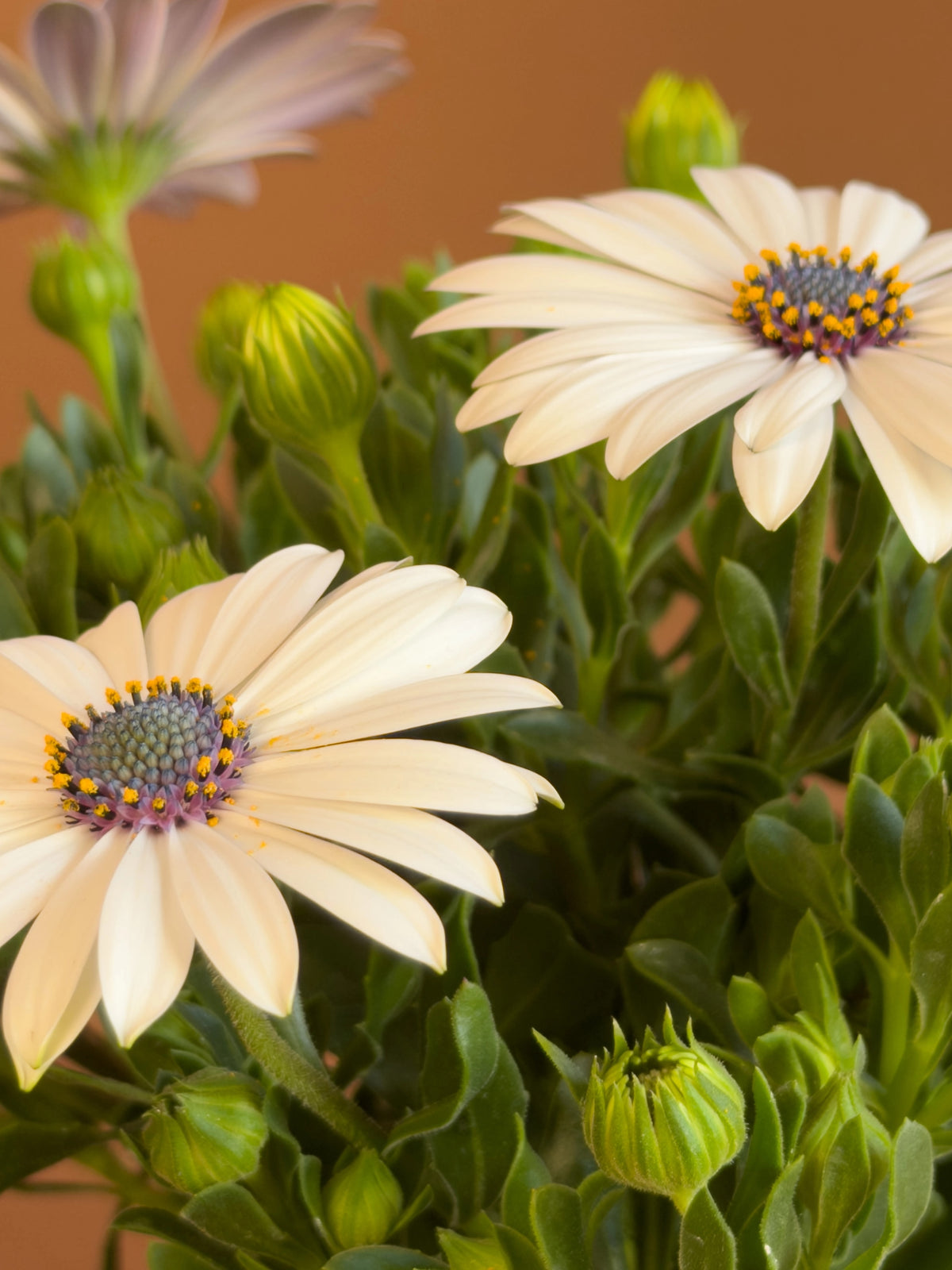 Bodrum Papatyası (Osteospermum), 26 cm, renkli çiçekli form, görsel 6 / 8