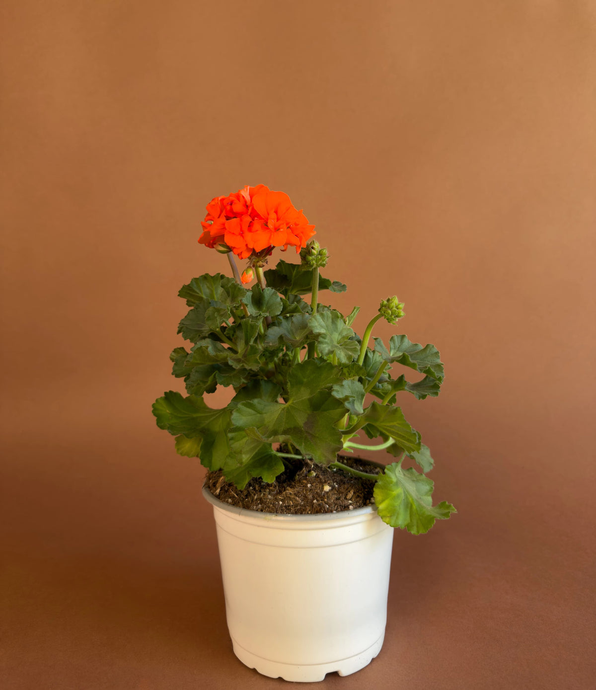 Sardunya (Pelargonium), 35 cm, renkli çiçekli form, görsel 2 / 8