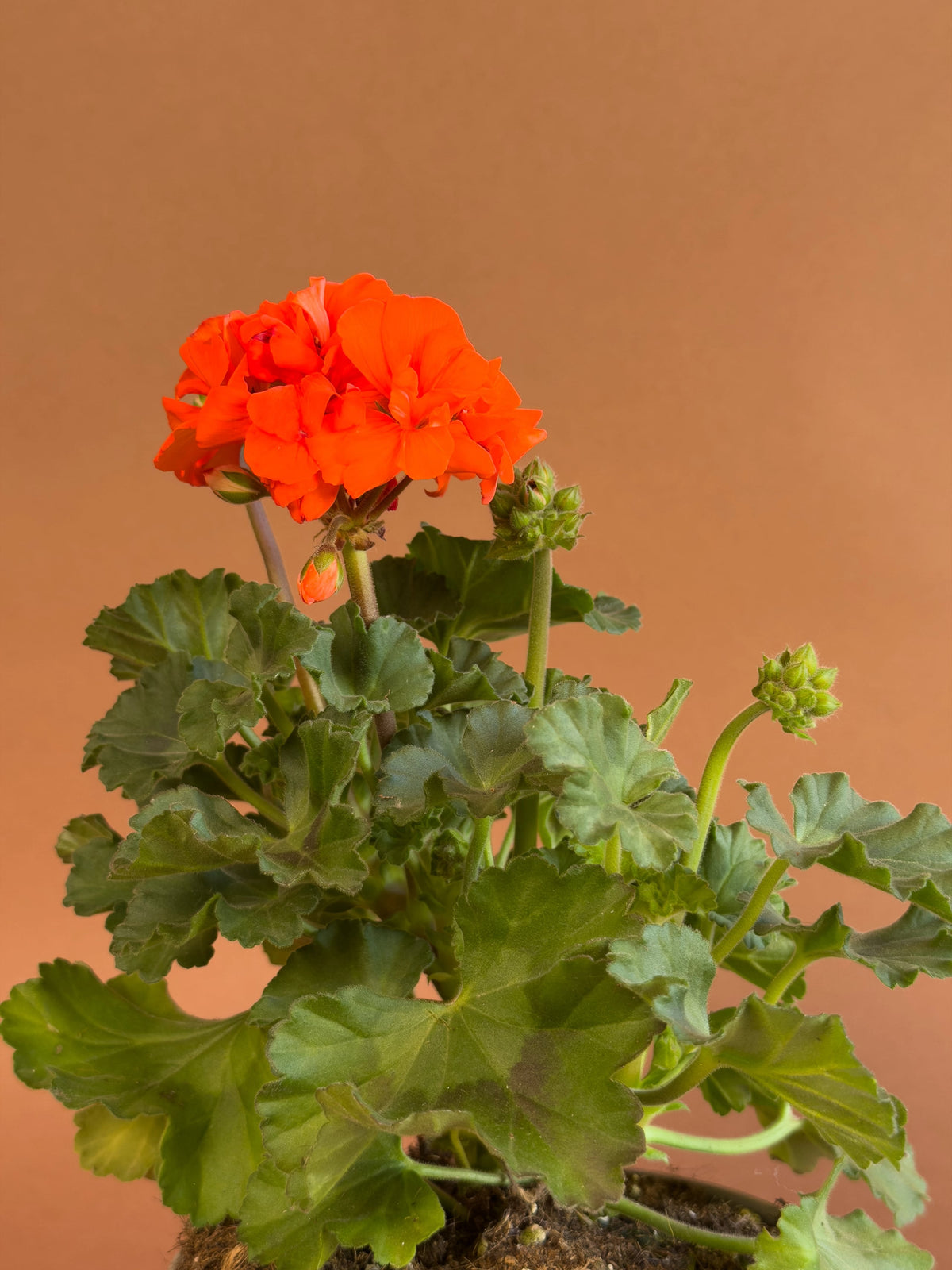 Sardunya (Pelargonium), 35 cm, renkli çiçekli form, görsel 3 / 8