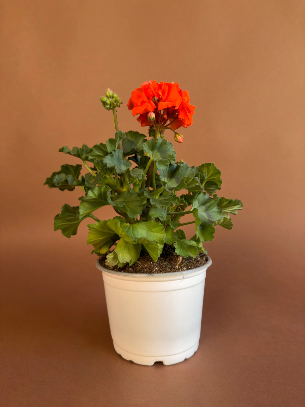 Sardunya (Pelargonium), 35 cm, renkli çiçekli form, görsel 1 / 8