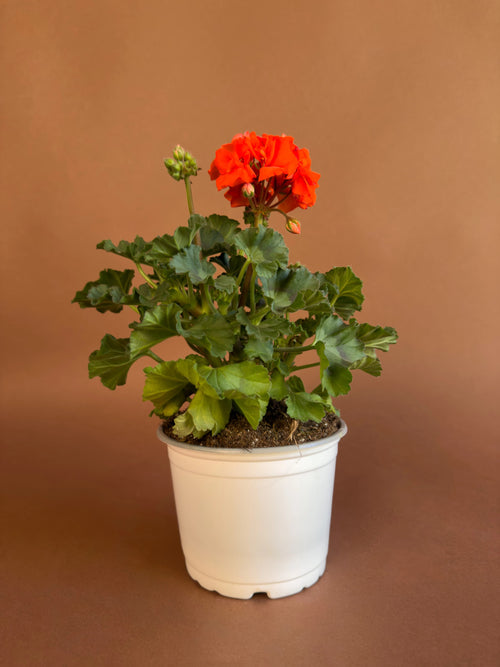 Sardunya (Pelargonium)
