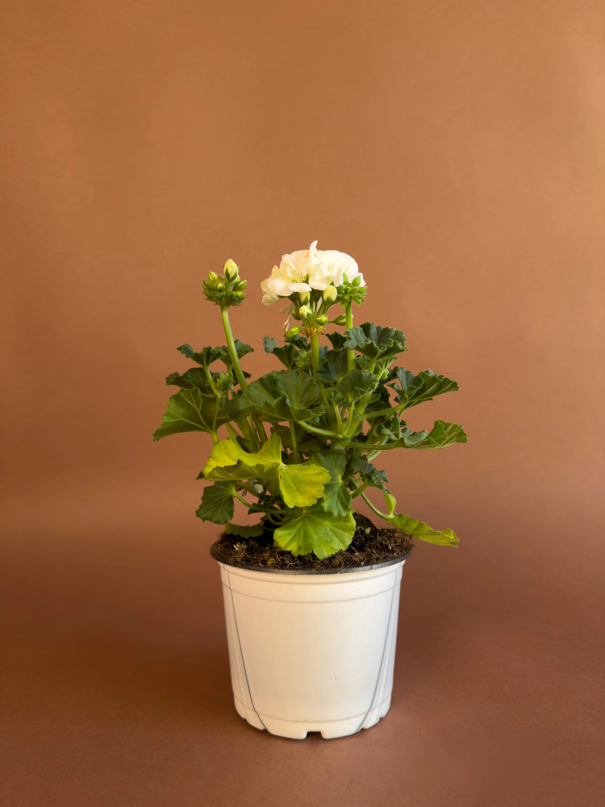 Sardunya (Pelargonium), 35 cm, renkli çiçekli form, görsel 4 / 8