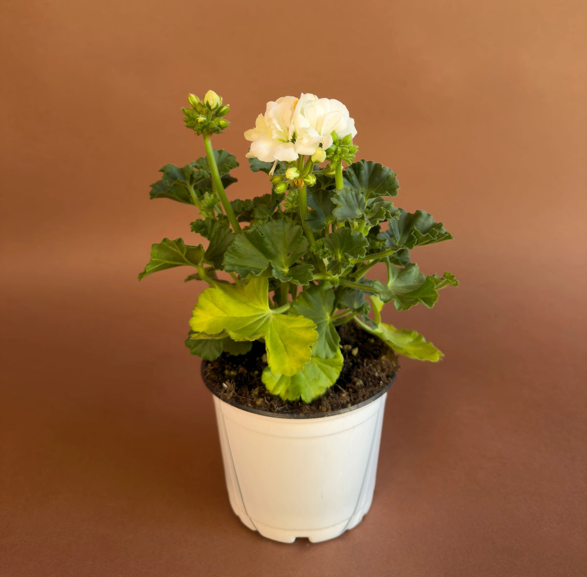 Sardunya (Pelargonium), 35 cm, renkli çiçekli form, görsel 5 / 8