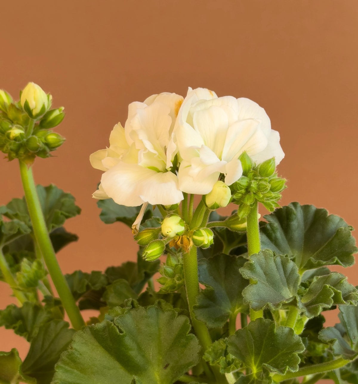 Sardunya (Pelargonium), 35 cm, renkli çiçekli form, görsel 6 / 8