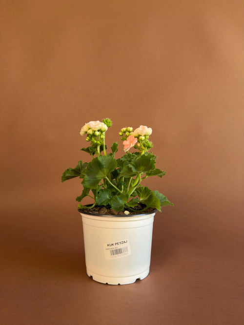 Gül Sardunya (Pelargonium)