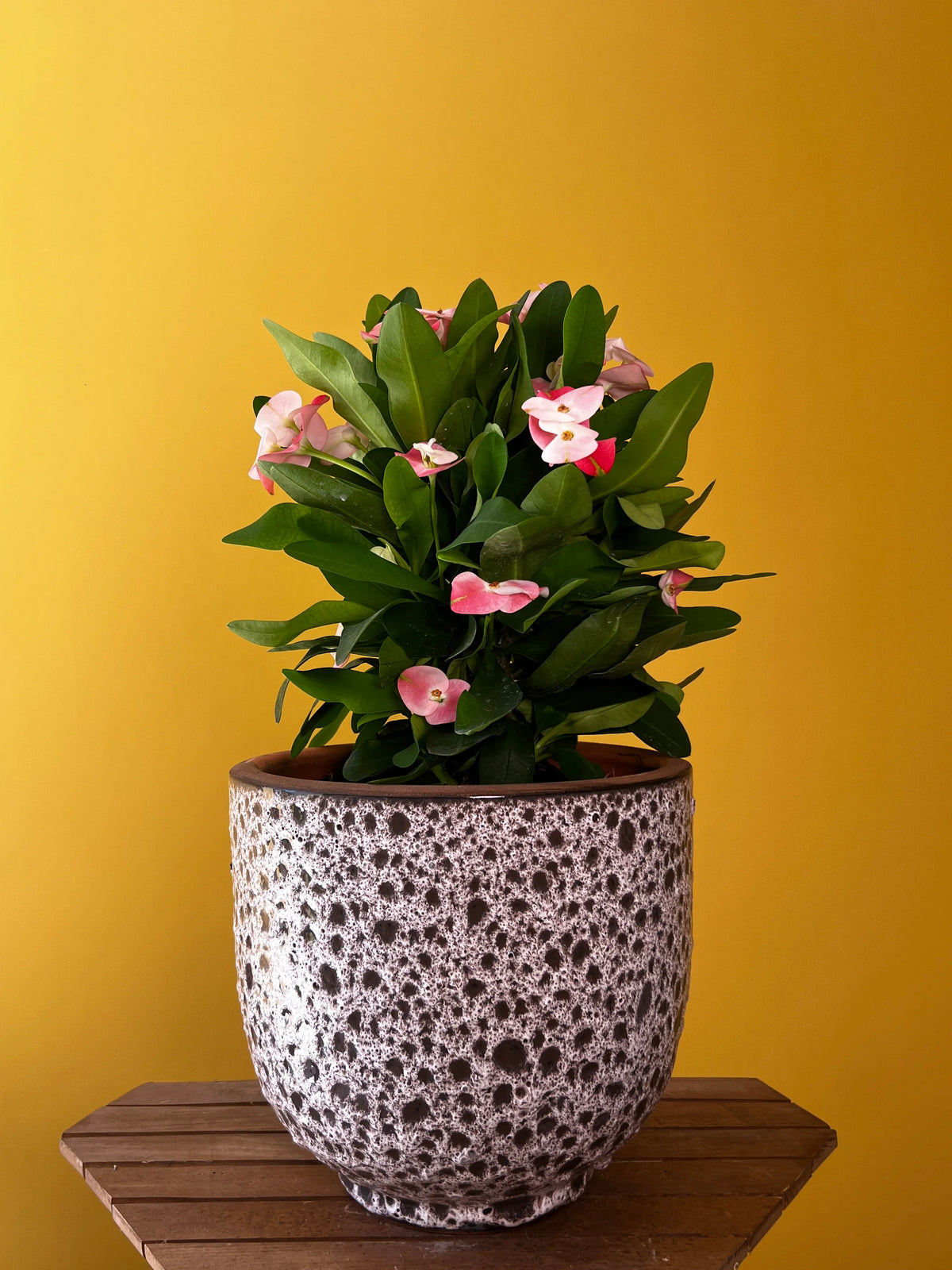 Dikenler Tacı (Euphorbia milii), görsel 1 / 8
