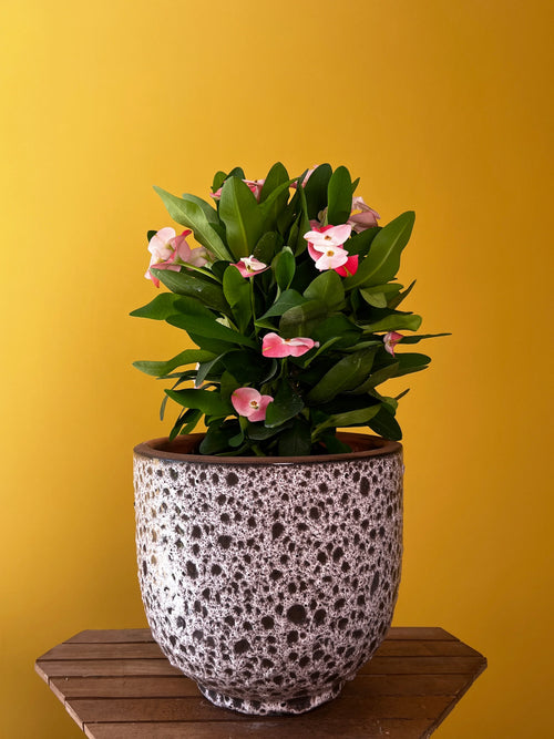 Dikenler Tacı (Euphorbia milii)