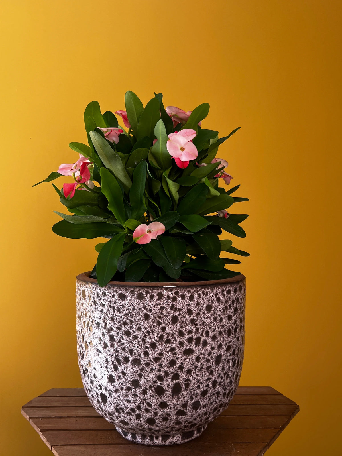 Dikenler Tacı (Euphorbia milii), görsel 2 / 8