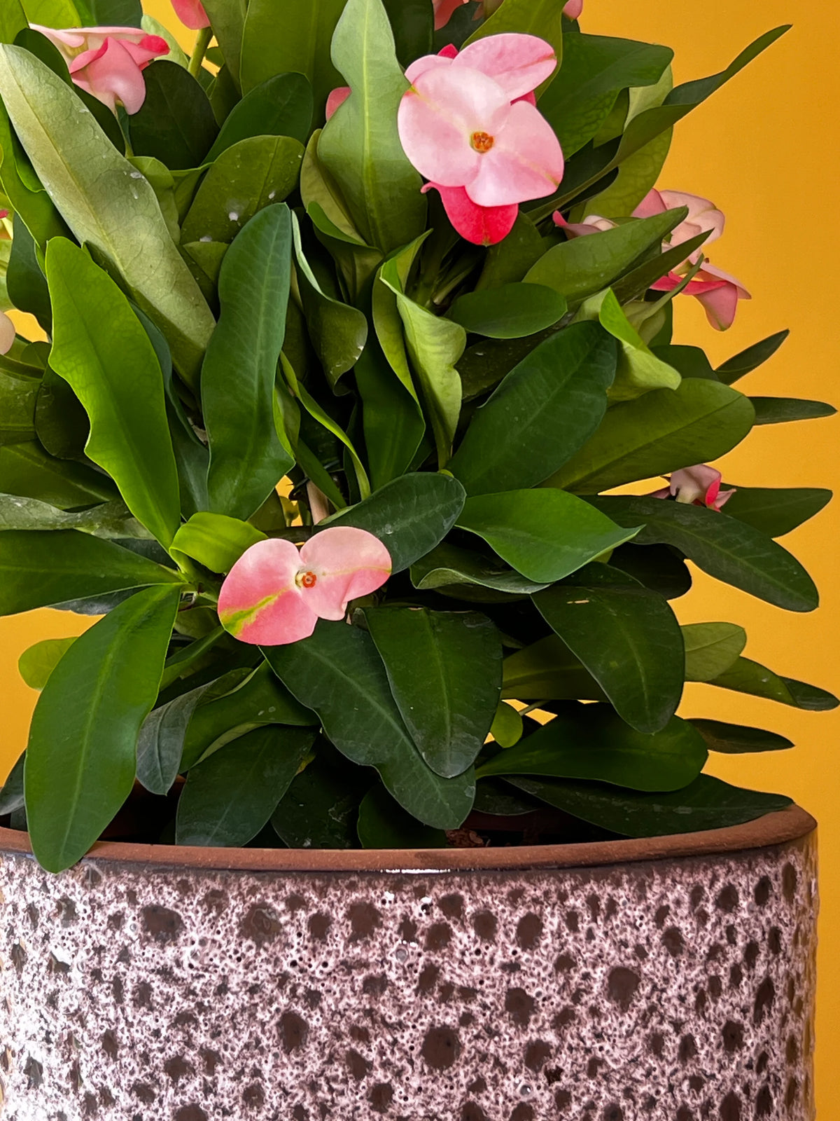 Dikenler Tacı (Euphorbia milii), görsel 3 / 8