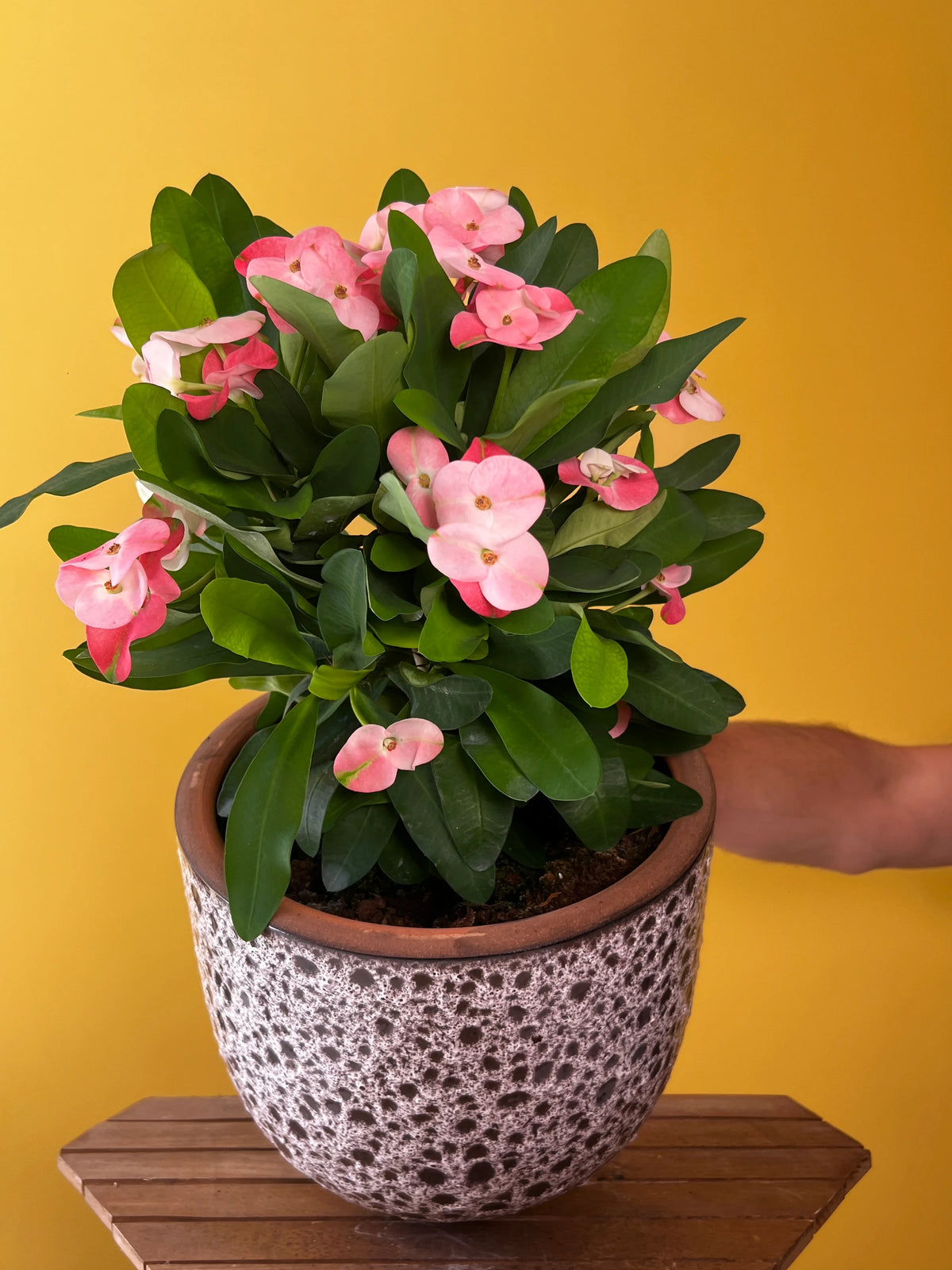 Dikenler Tacı (Euphorbia milii), görsel 5 / 8