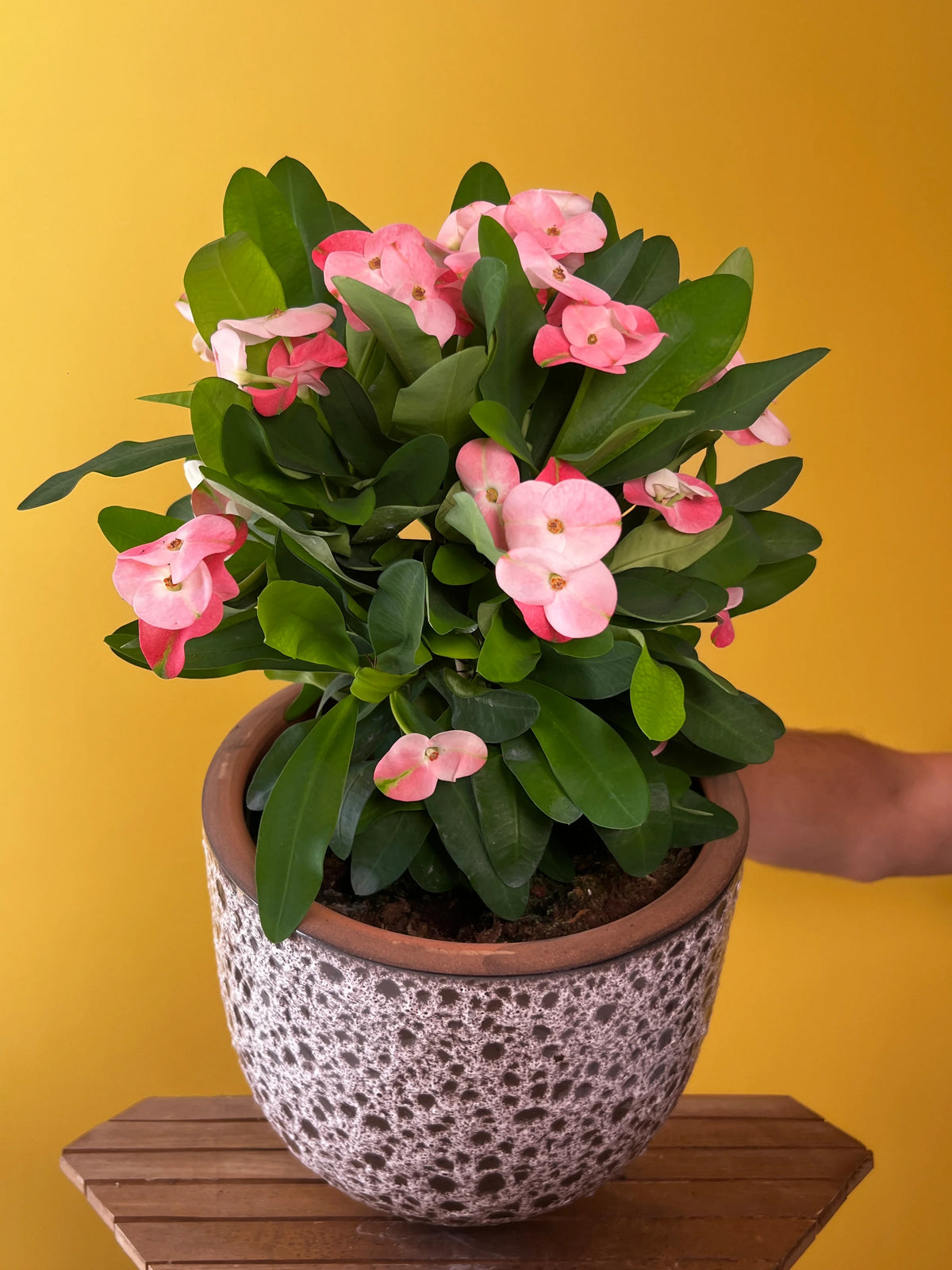 Dikenler Tacı (Euphorbia milii), görsel 6 / 8