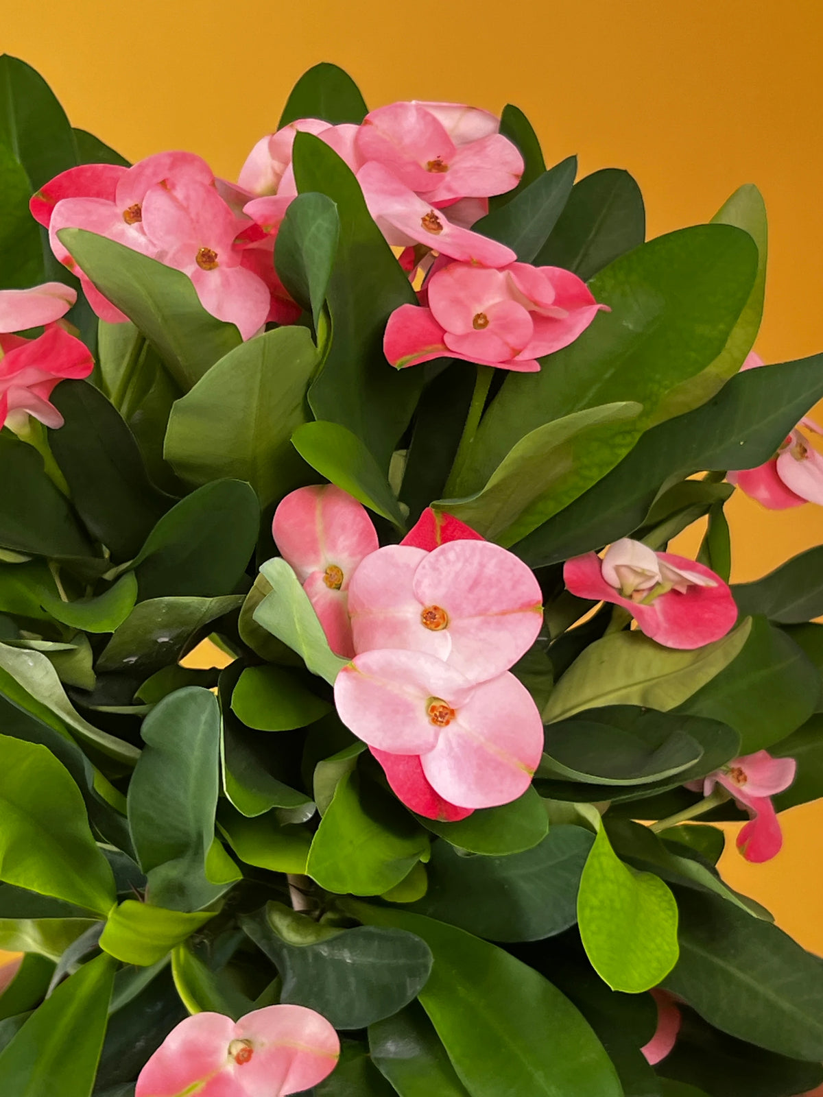Dikenler Tacı (Euphorbia milii), görsel 7 / 8