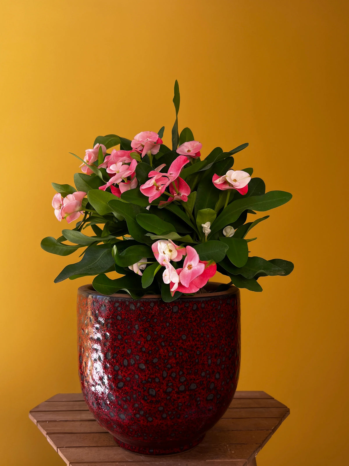 Dikenler Tacı (Euphorbia milii), görsel 8 / 8