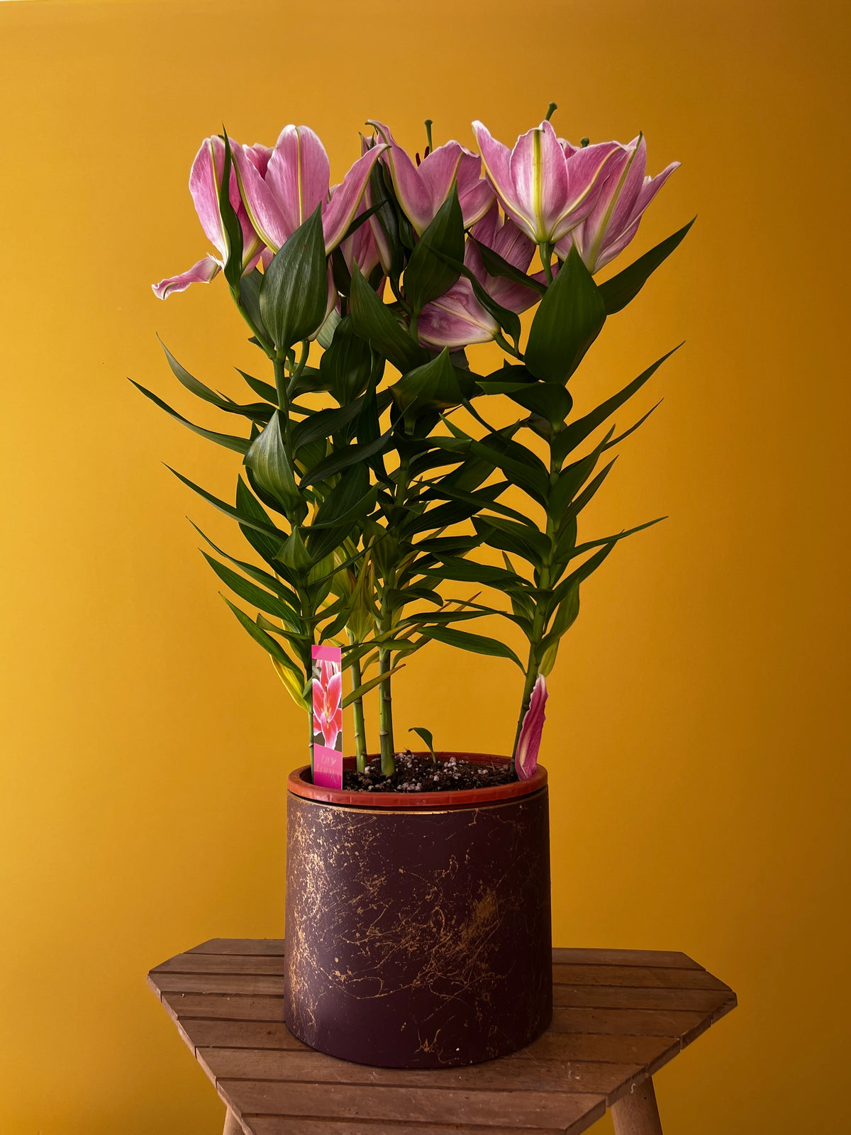 Kokulu Lilyum (Lilium), görsel 6 / 8