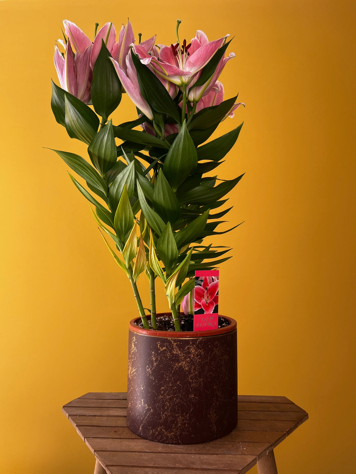 Kokulu Lilyum (Lilium), görsel 7 / 8