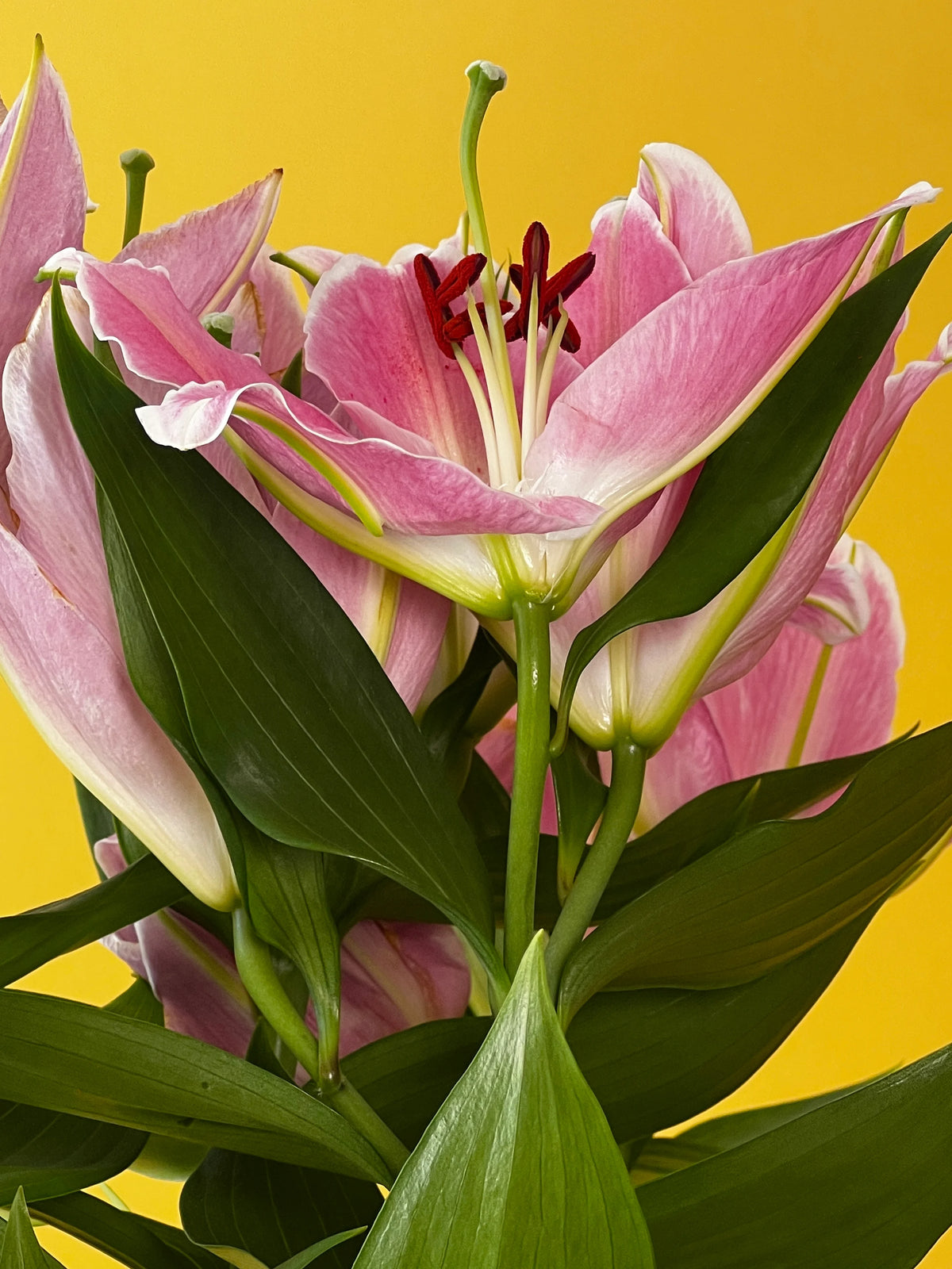 Kokulu Lilyum (Lilium), görsel 4 / 8
