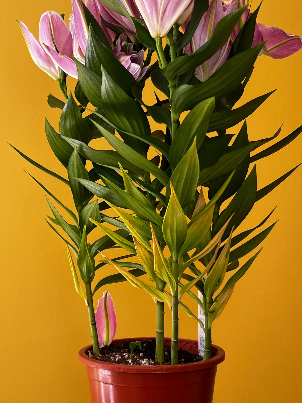 Kokulu Lilyum (Lilium), görsel 2 / 8