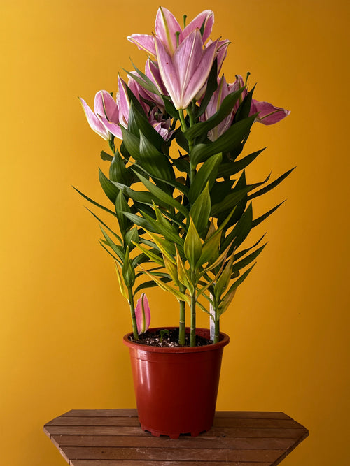 Kokulu Lilyum (Lilium)