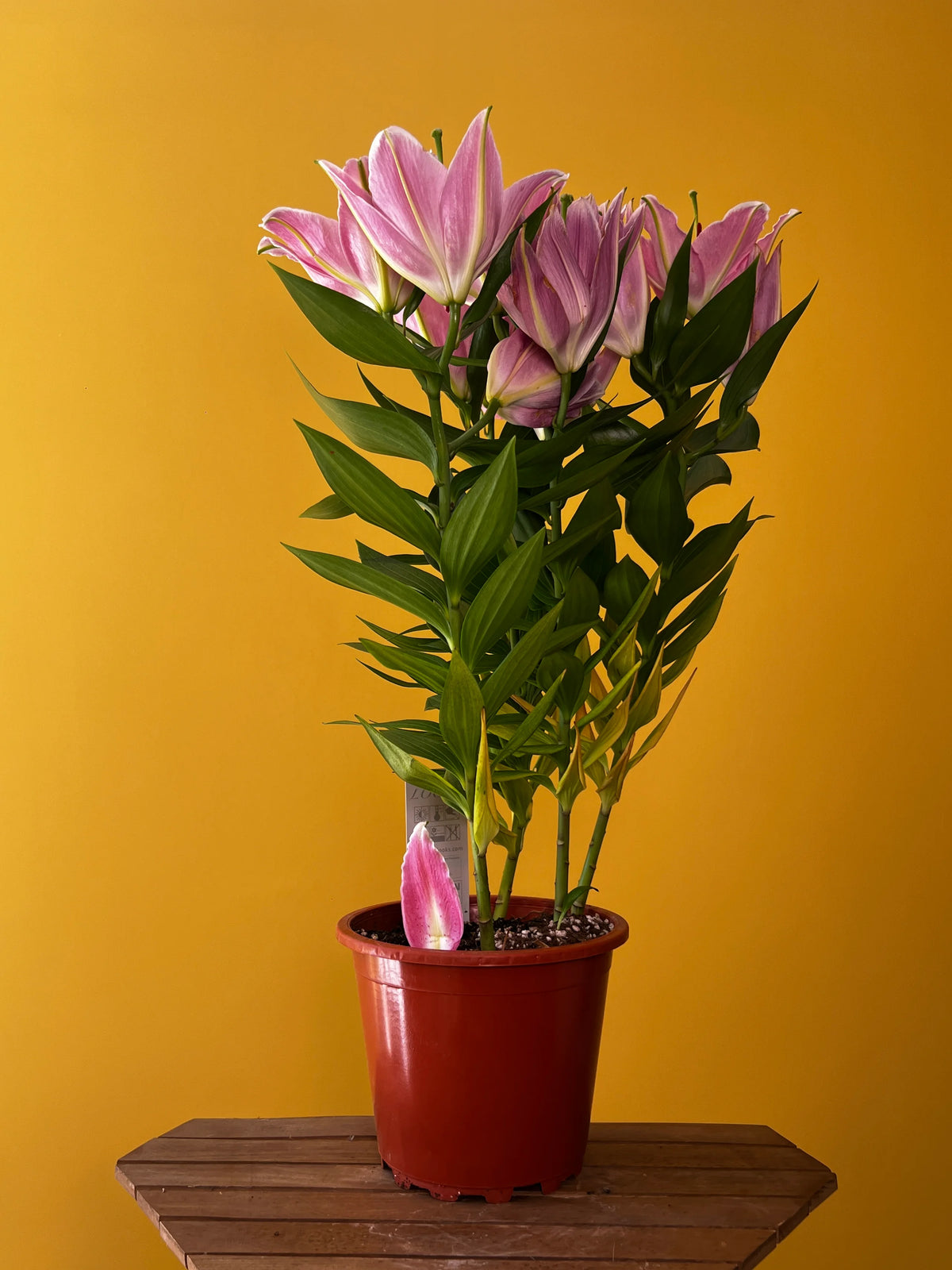Kokulu Lilyum (Lilium), görsel 3 / 8