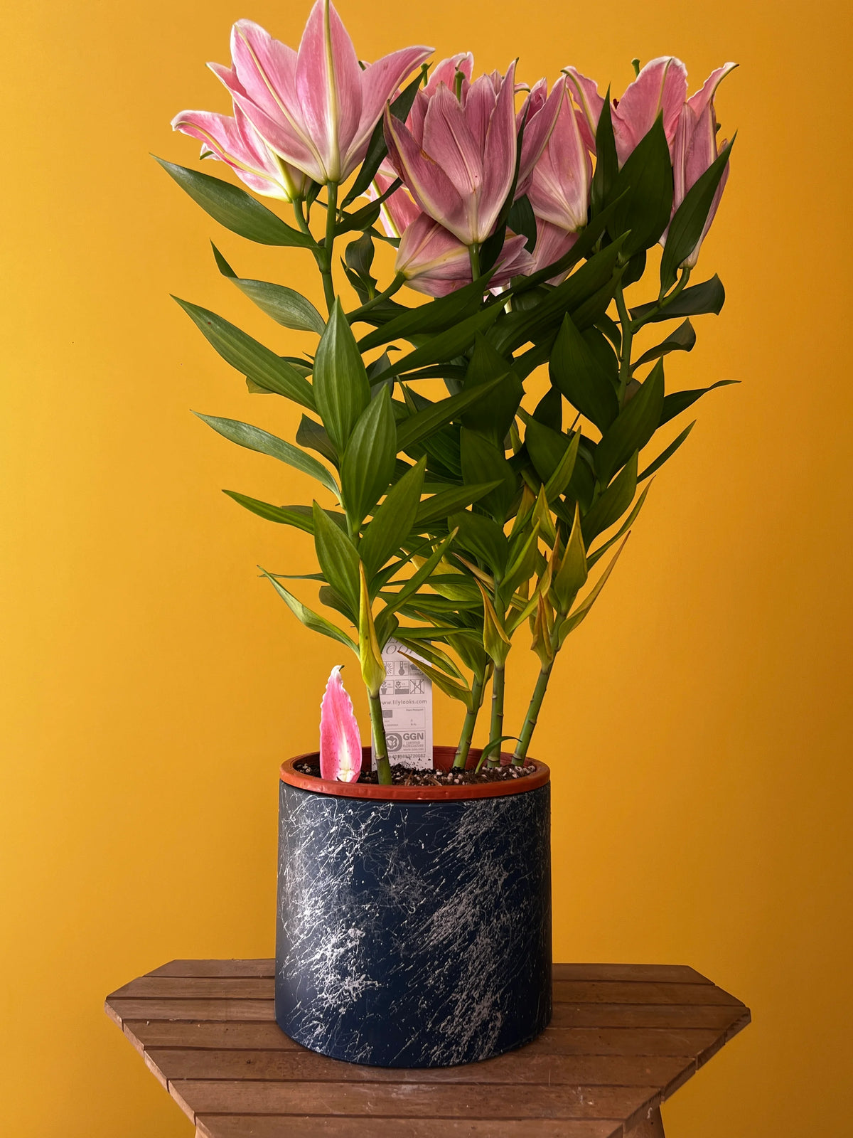 Kokulu Lilyum (Lilium), görsel 8 / 8