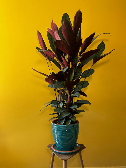 Dua Çiçeği (Maranta leuconeura)