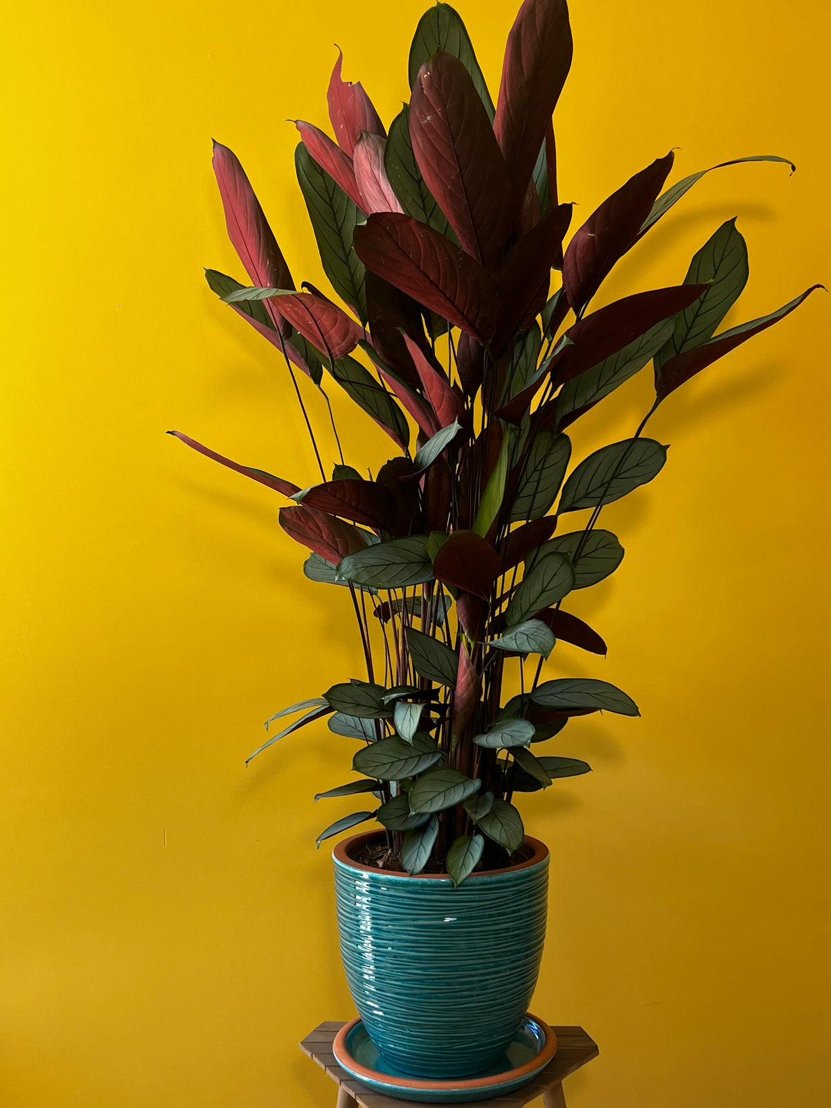 Dua Çiçeği (Maranta leuconeura), görsel 2 / 8