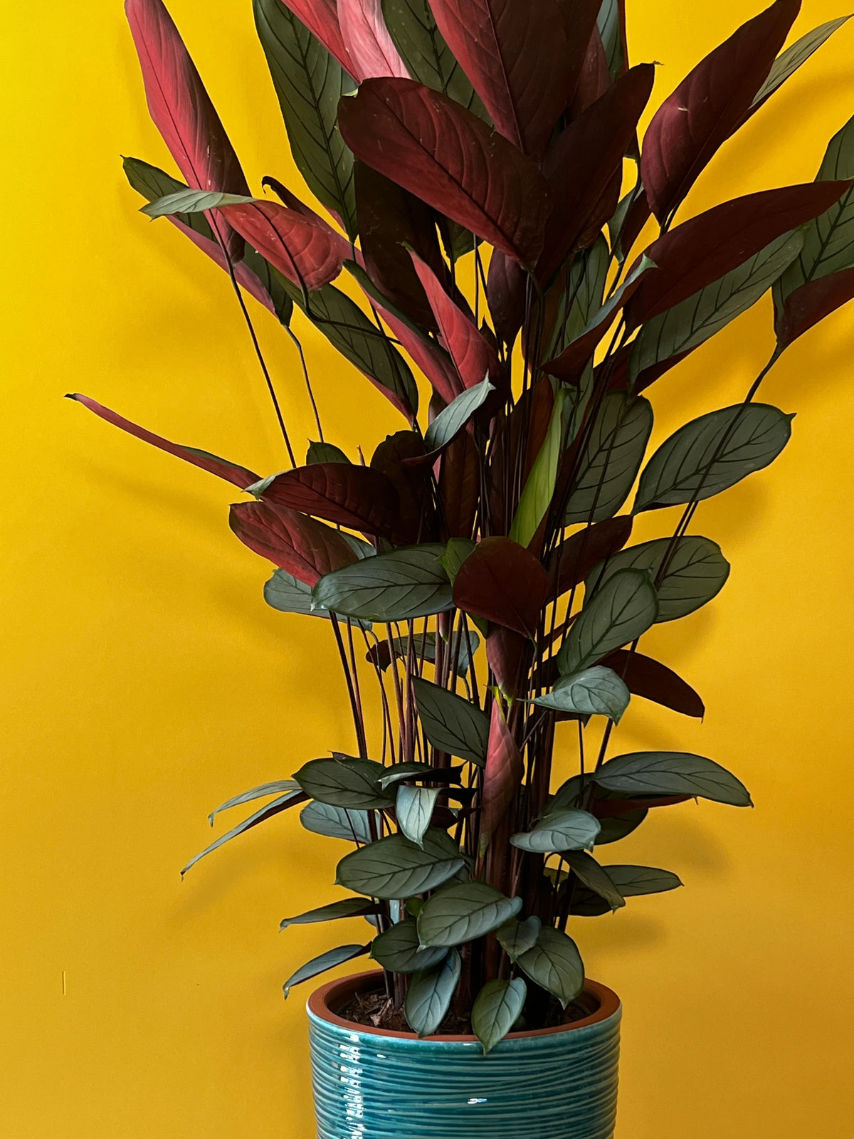 Dua Çiçeği (Maranta leuconeura), görsel 3 / 8