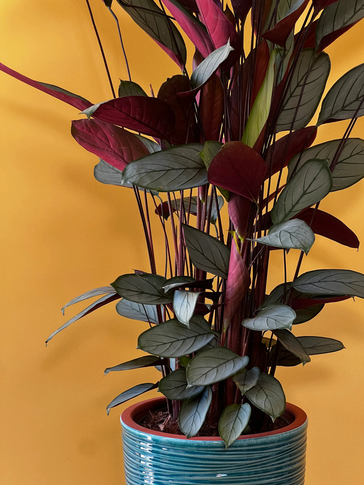 Dua Çiçeği (Maranta leuconeura), görsel 4 / 8