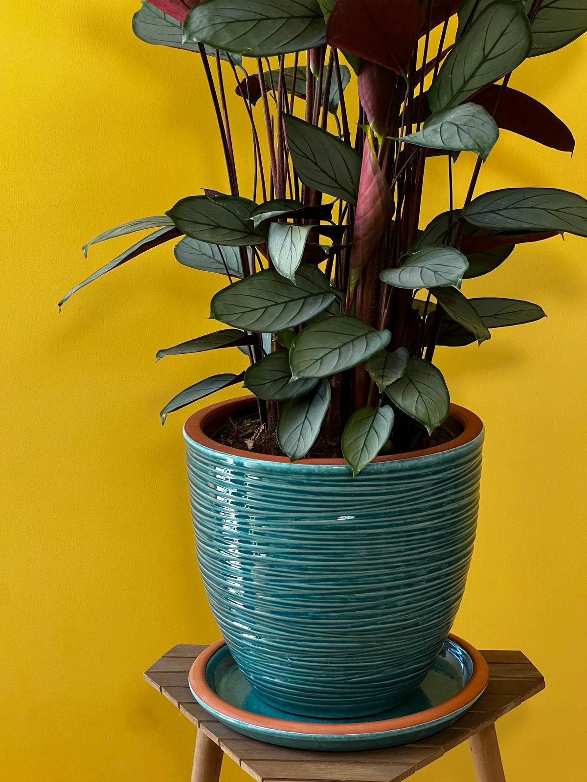 Dua Çiçeği (Maranta leuconeura), görsel 5 / 8