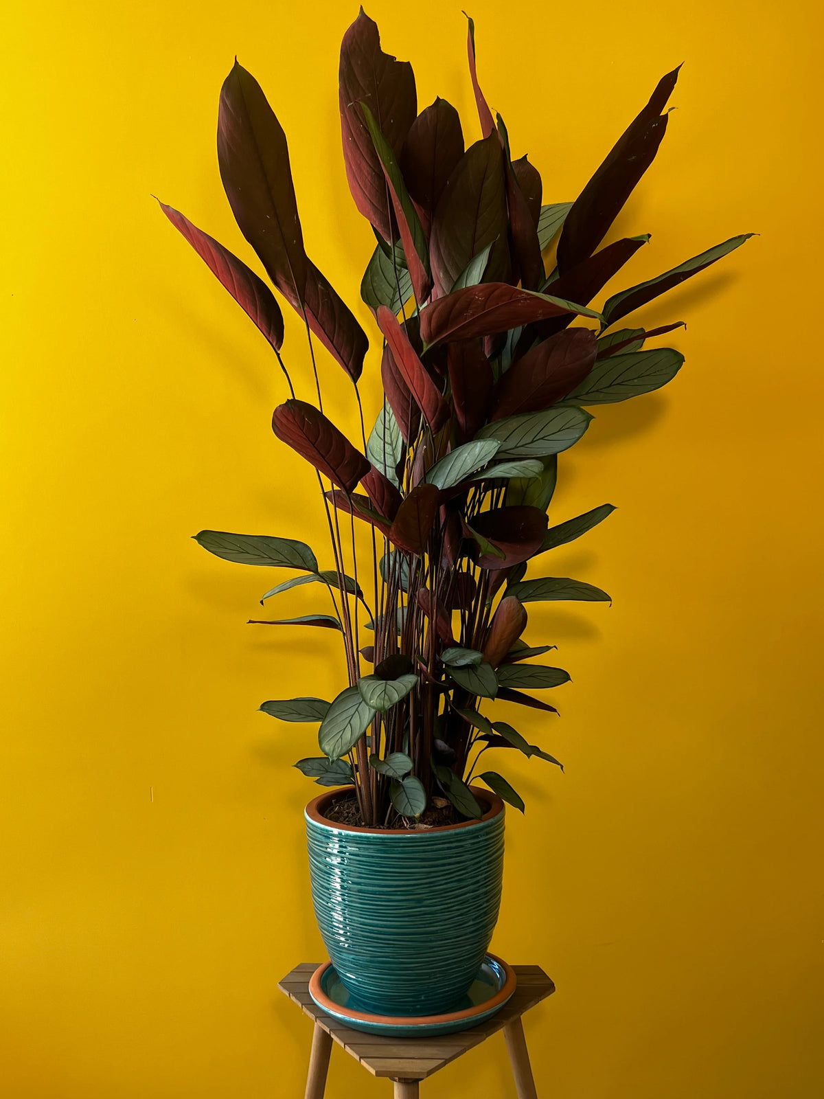Dua Çiçeği (Maranta leuconeura), görsel 6 / 8