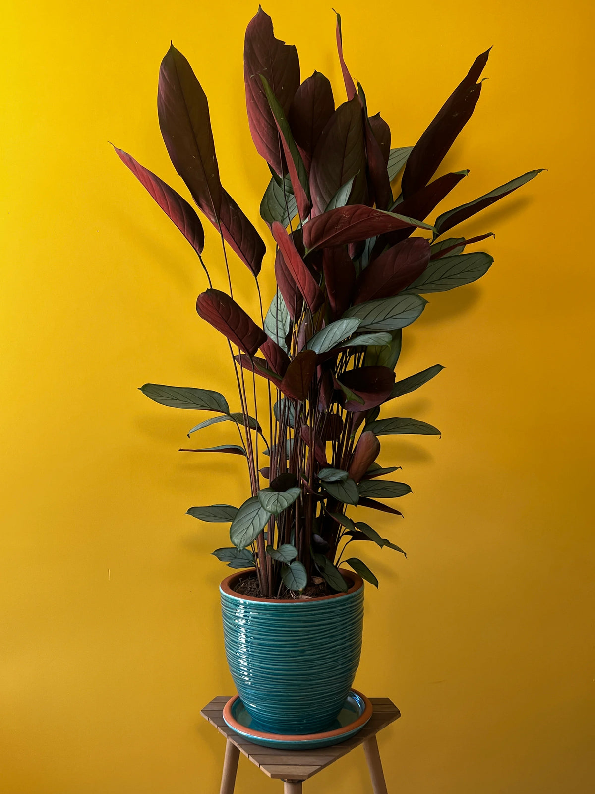 Dua Çiçeği (Maranta leuconeura), görsel 7 / 8