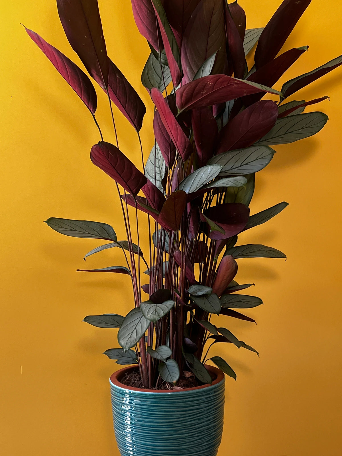 Dua Çiçeği (Maranta leuconeura), görsel 8 / 8