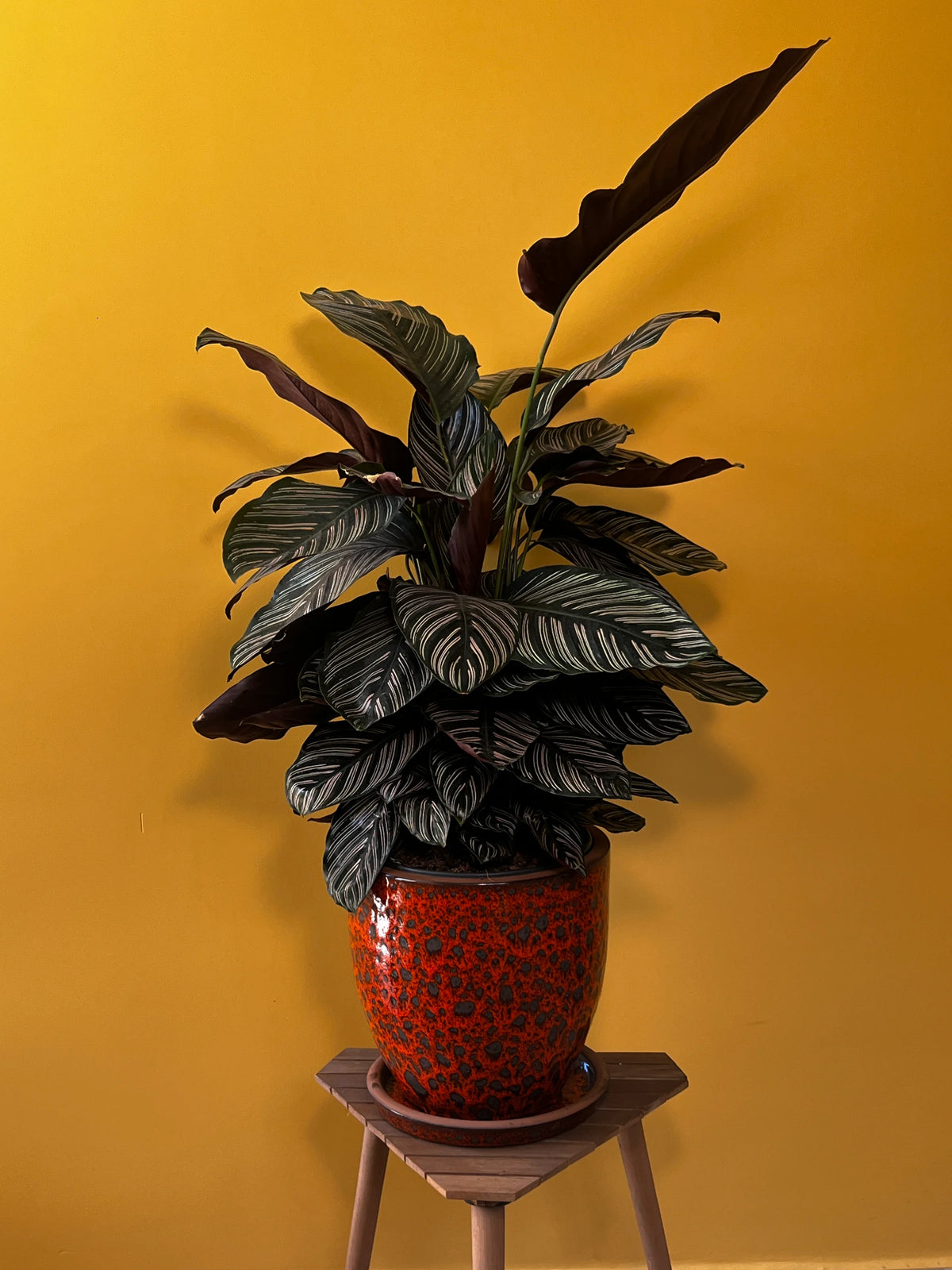 Desenli Dua Çiçeği (Calathea ornata), görsel 1 / 7