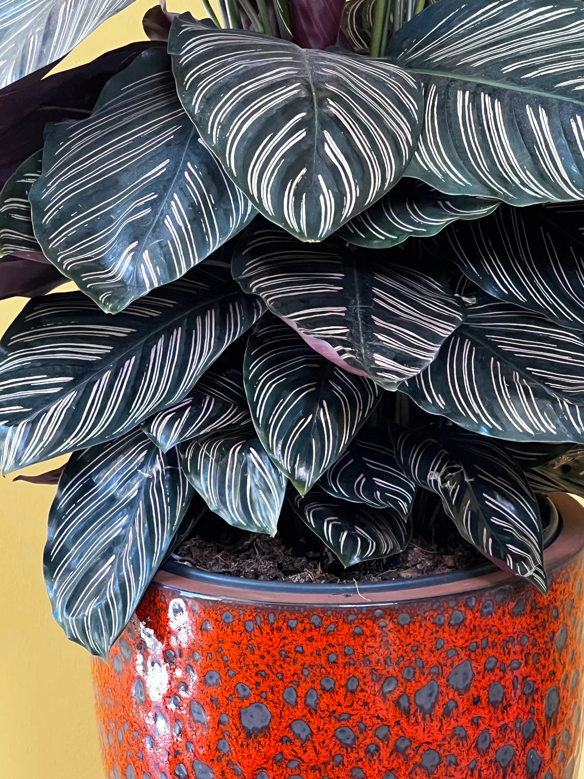 Desenli Dua Çiçeği (Calathea ornata), görsel 3 / 7