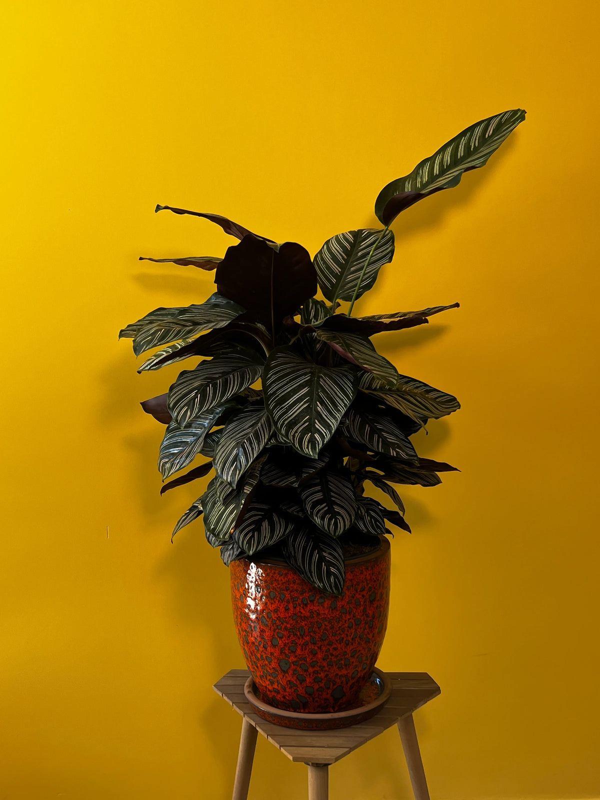 Desenli Dua Çiçeği (Calathea ornata), görsel 4 / 7