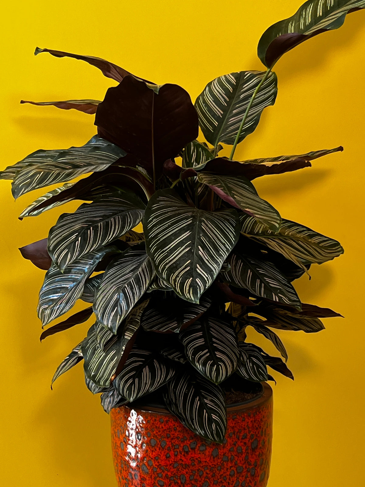 Desenli Dua Çiçeği (Calathea ornata), görsel 5 / 7
