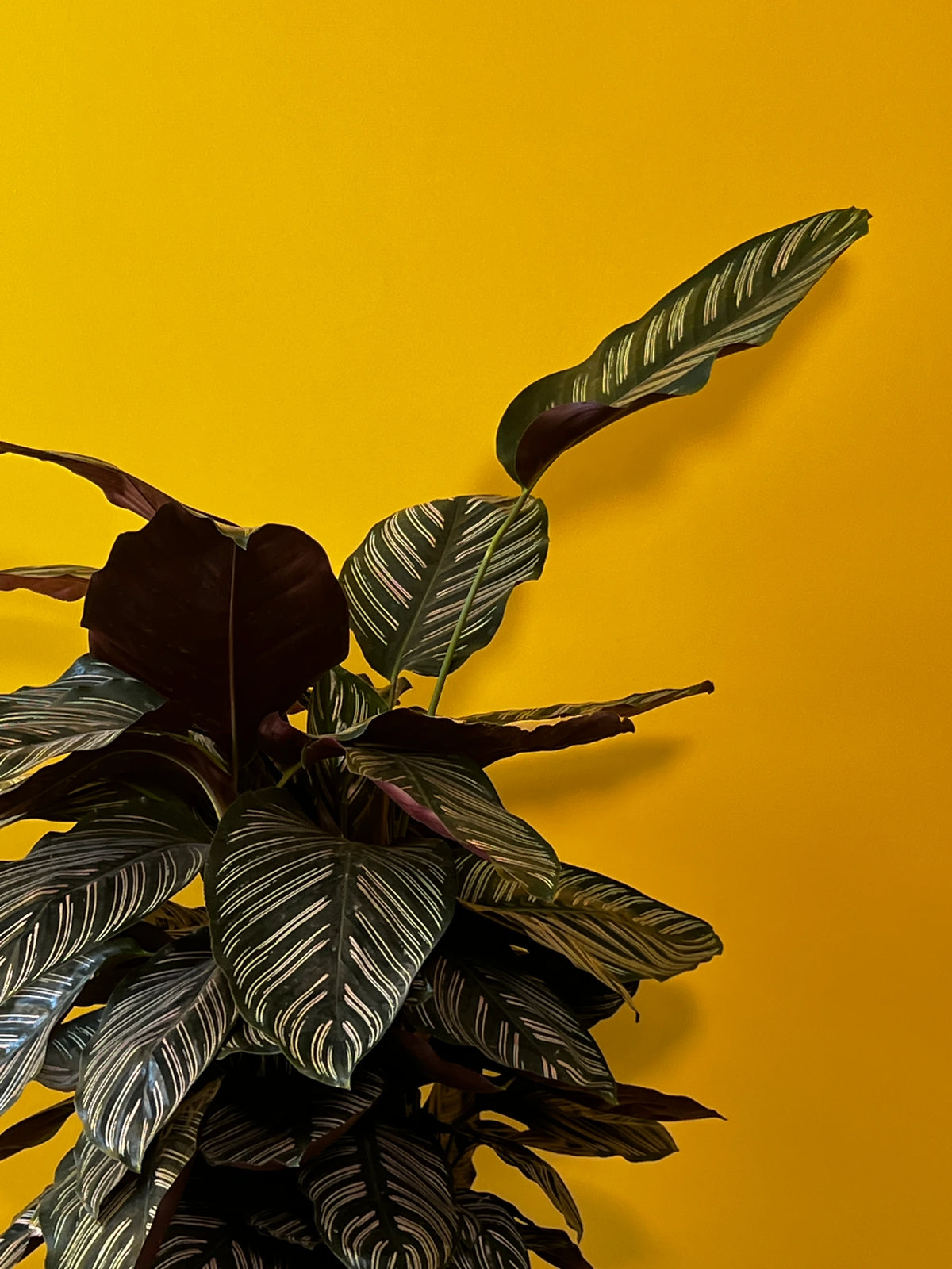 Desenli Dua Çiçeği (Calathea ornata), görsel 6 / 7