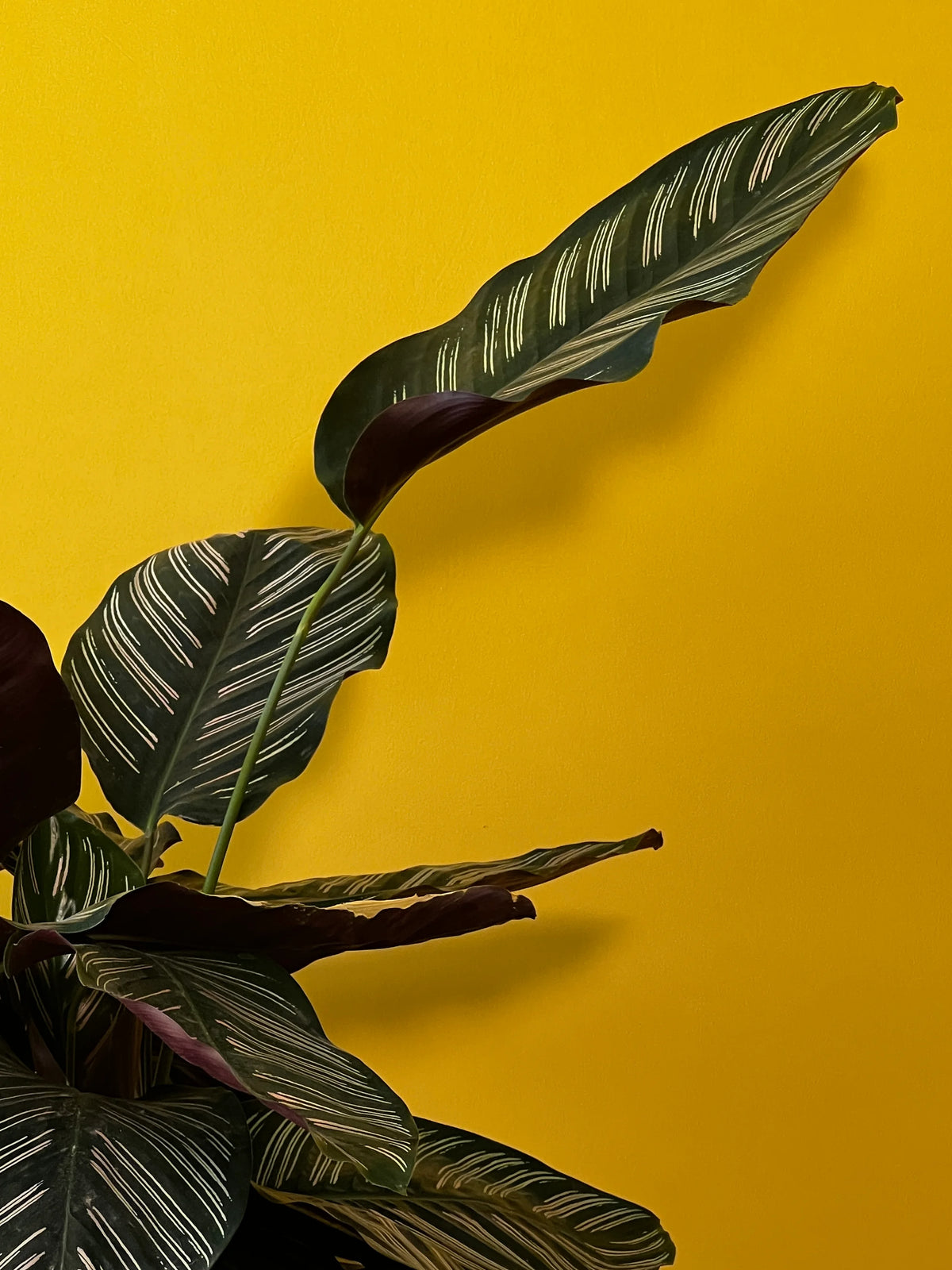 Desenli Dua Çiçeği (Calathea ornata), görsel 7 / 7