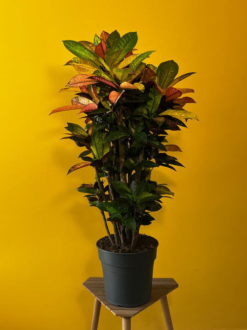 Kroton (Codiaeum variegatum)