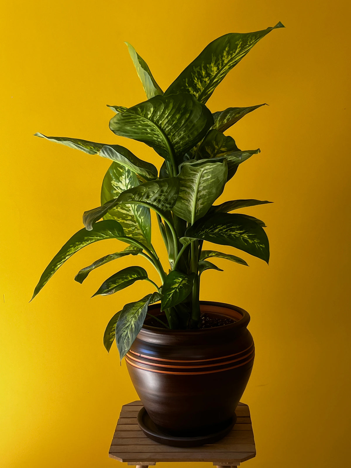 Difenbahya (Dieffenbachia), görsel 4 / 8